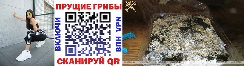 Псилоцибиновые грибы Psilocybe  где можно купить наркотик  Зуевка 